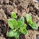 중인농장 이미지