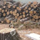 대성초교 이미지