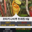 [2025년 10월 ~ 2026년 5월] 코타키나바루 트래킹 5일 이미지