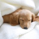 도그비잉 펫케어 이미지