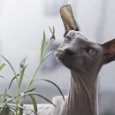 네모네모 이미지