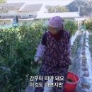 복연농장 네이버블로그