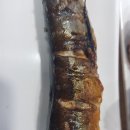 바락세꼬시 네이버블로그