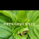 야생깻잎 시즌입니다^^ 이미지