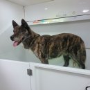 멍뭉워시 이미지