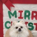 미르동물의료센터 이미지