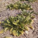 백록농장 이미지