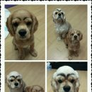둥이 이미지