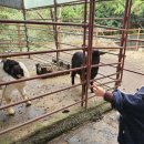 뚱딴지마을 | [열대과일농장 유진팡] 제주 귤따기 &amp; 바나나따기, 아이와 농장 체험 후기