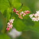 배곧생명공원 이미지