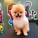 도그핏애견샵 이미지