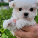 김해 강아지분양 고양이분양 똥강아지 이미지