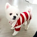 요거트아이스크림의정석오송점 이미지
