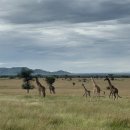 세렝게티 이미지