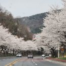 농협경주교육원 노래연습장 | [여행 기록] 농협 경주 교육원 경주 벚꽃 명소 추천