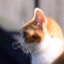 냥냥이네 이미지