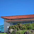 새빌 | 제주시 카페 핑크뮬리&lt;새빌카페&gt; 다녀온 후기