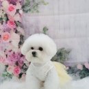 빵실하개 이미지