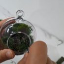 나만의세상 테라리움 만들기 이미지