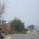 영산로 배롱나무길 이미지