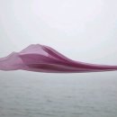 구름꽃이불