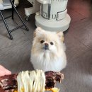 반려반상 이미지