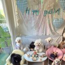 상주애견 | 청주 24시간 상주 애견호텔 [바둑이연구소 후기] 호텔 부적응? 그거슨 먹는 건가요? 🤔 오복이 호텔링...