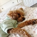 라온이네 이미지