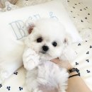 허니퍼피 이미지