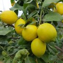 길자농장 이미지