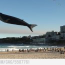 난다고래 이미지