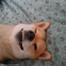 개린이집 이미지