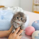 다모아헤어 앞 | 아메리칸컬 + 먼치킨숏레그 여아 먼치킨킨카로우에요