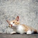 행복한 고양이 이미지