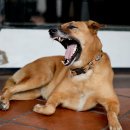 아이튼튼동물병원 이미지