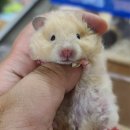 햄스터 라운지 이미지