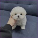 부산강아지분양 드림독 안심분양센터 부산점 이미지