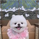 멍멍친구 애견샵 이미지