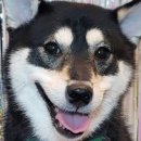 까망봉다리 | [애견 펜션] 가평 애견 펜션 까망봉다리 후기