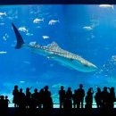 아쿠아리움 이미지