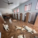 빌리지독 이미지