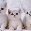 Premium 먼치킨 이미지