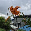 참나리 주아 채취 시기 이미지