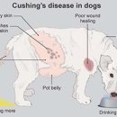명지오션시티동물병원 이미지