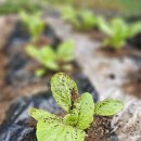 소마일농장 이미지