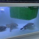 금손아귀 이미지