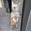 다안세탁 | 가성비 좋은 다이소 강아지 옷 TOP3 “3종 구성” 왜 추천할까? 갈아입힐 때 반응 달라졌어요.