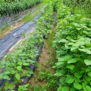 유심농장 이미지