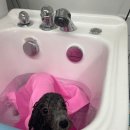 츄블리 펫 살롱 이미지