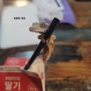 로맨틱게코